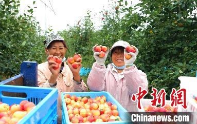 圖為興安盟沙果迎豐收?！】朴仪捌煳麄鞑抗﹫D