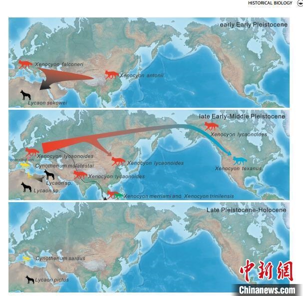 非洲野犬-異豺支系的演化脈絡(luò)圖?！≈锌圃汗偶棺邓?供圖