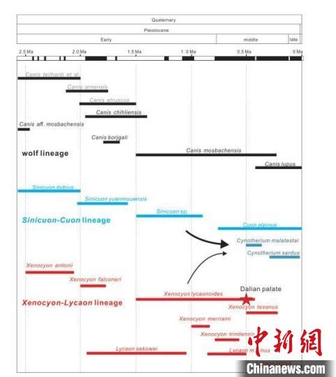 第四紀(jì)主要犬族成員分布年代圖?！≈锌圃汗偶棺邓?供圖
