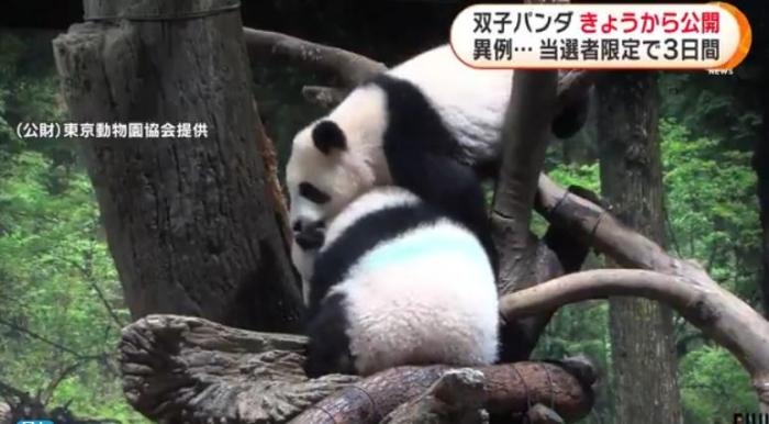 12日，日本東京上野動物園的旅日雙胞胎熊貓開始同游客見面。(圖片來源：日本富士電視臺視頻截圖)