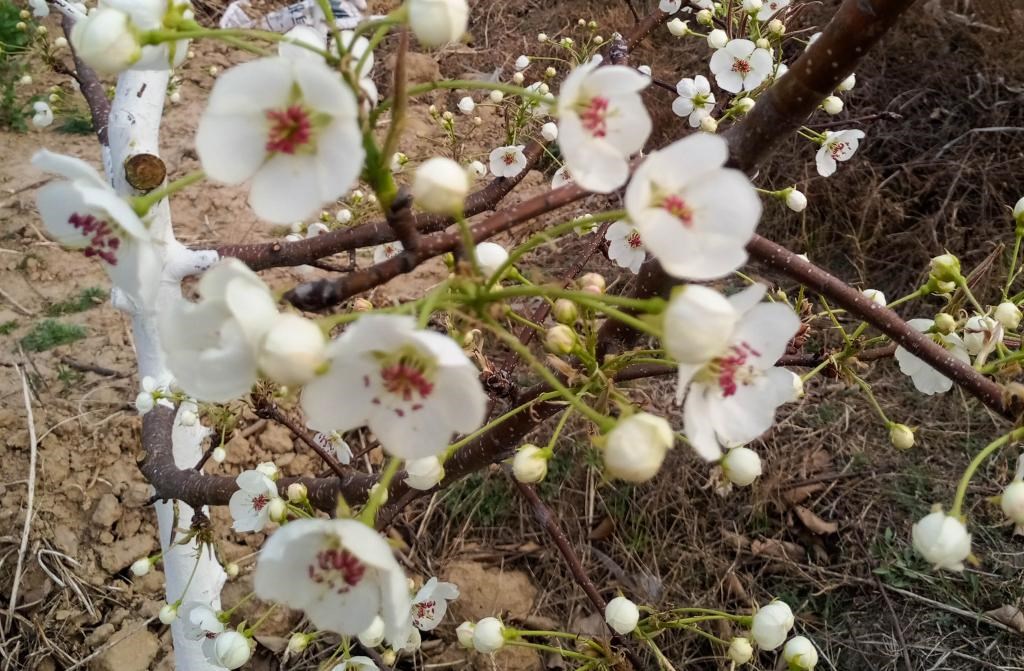 這是拍攝的汾西縣后加樓村盛開的梨花。(受訪者供圖)