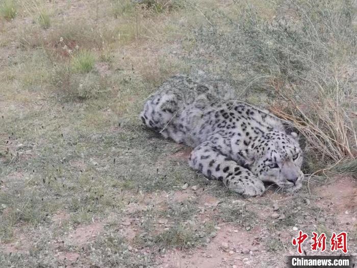 圖為在四子王旗發(fā)現(xiàn)的雪豹(資料圖)?！∷淖油跗炀焦﹫D
