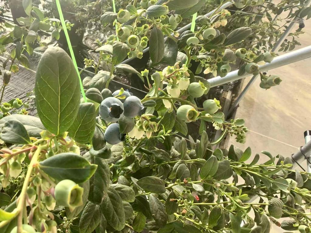 1768291658930088.jpg 20260112藍(lán)莓進(jìn)入成熟期新華網(wǎng).jpg