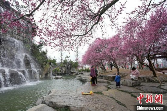 2月23日，市民在乾藝梅園景區(qū)觀賞綻放的梅花。陳興輝 攝
