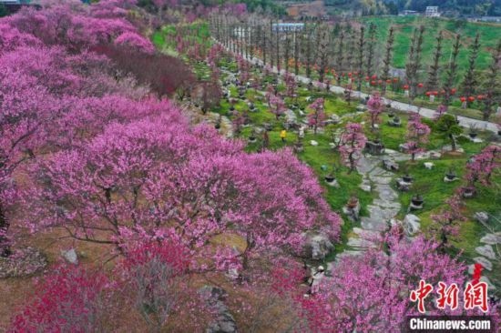 2月23日，航拍乾藝梅園景區(qū)綻放的梅花。瞿宏倫 攝