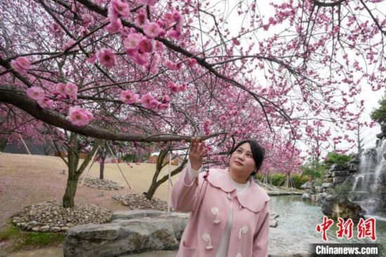 2月23日，市民在乾藝梅園景區(qū)觀賞綻放的梅花。陳興輝 攝