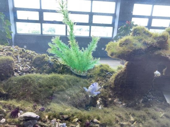 圖為寶鋼湛江鋼鐵水控中心，觀賞海魚在鋼渣漁礁里游動
