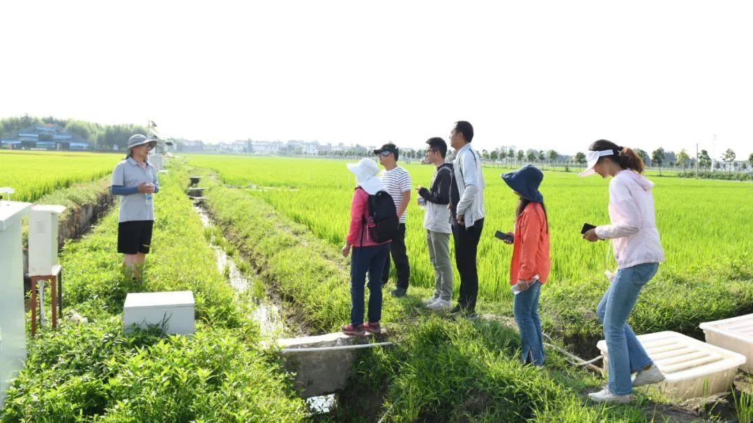 △云南大理古生村科技小院成員在田間調(diào)查。