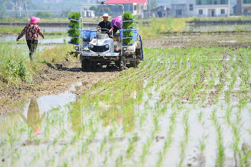 △2023年4月26日，湖南湘潭市雨湖區(qū)姜畬鎮(zhèn)易建河村的一處高標準農(nóng)田，農(nóng)民駕駛插秧機插秧。