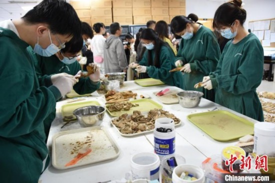 圖為鄭州大學(xué)在校大學(xué)生正在清理骨骼標(biāo)本。王宇 攝