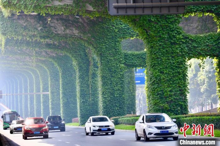 車輛從長滿爬山虎的橋墩旁經(jīng)過。　張浪 攝