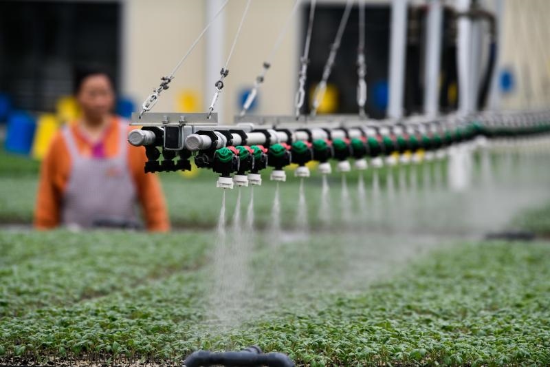 工人在貴陽市開陽縣楠木渡蔬菜良種繁育中心查看自動噴灌系統(tǒng)給辣椒苗澆水情況（2023年5月24日攝）。新華社記者 楊文斌 攝