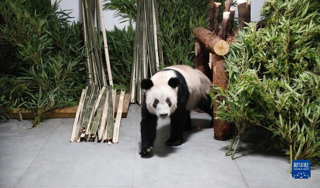 5月29日，大熊貓“丫丫”回到北京動物園。新華社發(fā)（付卓新 攝）