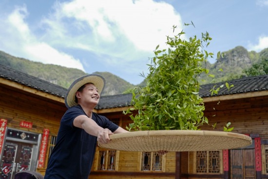 2023年4月19日，重慶市南川區(qū)德隆鎮(zhèn)茶樹村一個居民點(diǎn)，制茶工藝傳承人在幫助村民翻曬新鮮茶葉。