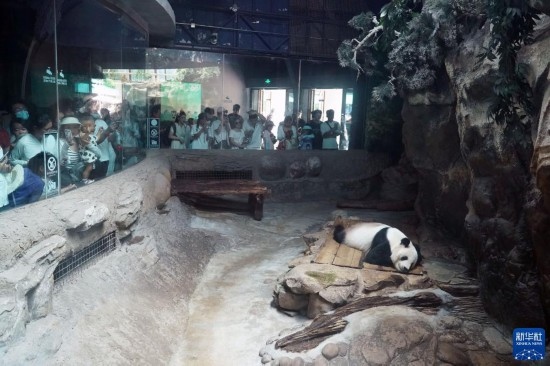 6月22日，游客在北京動物園大熊貓館參觀。新華社記者 任超 攝
