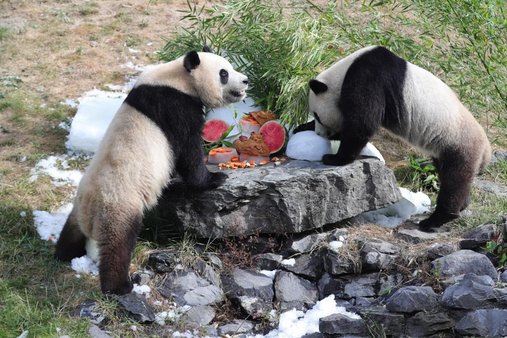 在比利時天堂動物園，大熊貓“寶弟”（左）、“寶妹”享用“生日大餐”。
