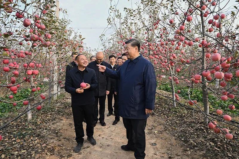 △2022年10月26日，陜西延安高橋鎮(zhèn)南溝村，習(xí)近平總書記走進(jìn)果園，向現(xiàn)場(chǎng)采摘的果農(nóng)了解蘋果收成。