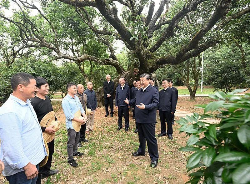 △今年4月11日，習(xí)近平總書記在廣東茂名高州市根子鎮(zhèn)柏橋村荔枝種植園，同現(xiàn)場(chǎng)技術(shù)人員親切交流。