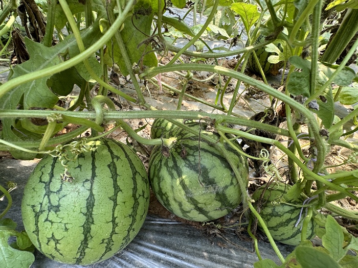 漿水李村瓜果種植基地。王紹紹攝