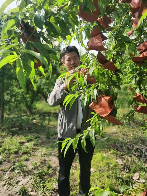 河南長垣樊相鎮(zhèn)谷寨采摘園。王紹紹攝