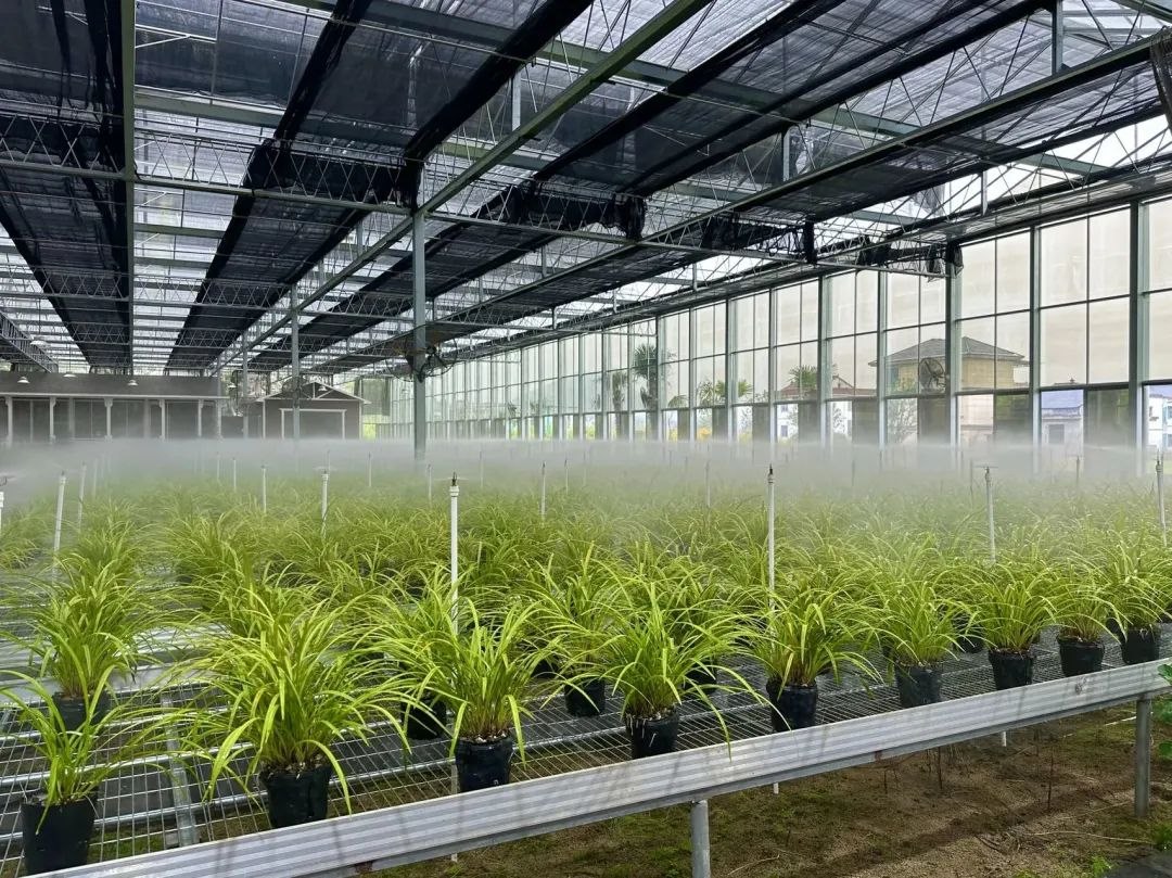 浙江省紹興市柯橋區(qū)漓渚鎮(zhèn)棠棣村的蘭花種植基地。靜玄 攝