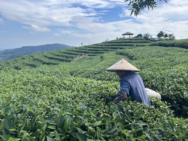 茶農(nóng)正在茶園中采茶。人民網(wǎng) 高清揚(yáng)攝