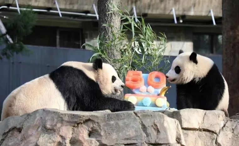 2022年，美國國家動物園舉辦活動慶祝大熊貓抵美50周年，園方為大熊貓“美香”“添添”和“小奇跡”一家三口準(zhǔn)備了有“50”字樣的冰凍水果蛋糕。（圖片來源：雅安市廣播電視臺）