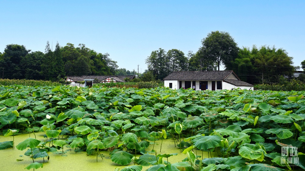 四川眉山，永豐村荷塘。2022年6月，習近平曾到此調研鄉(xiāng)村振興情況。（總臺央廣記者潘毅拍攝）