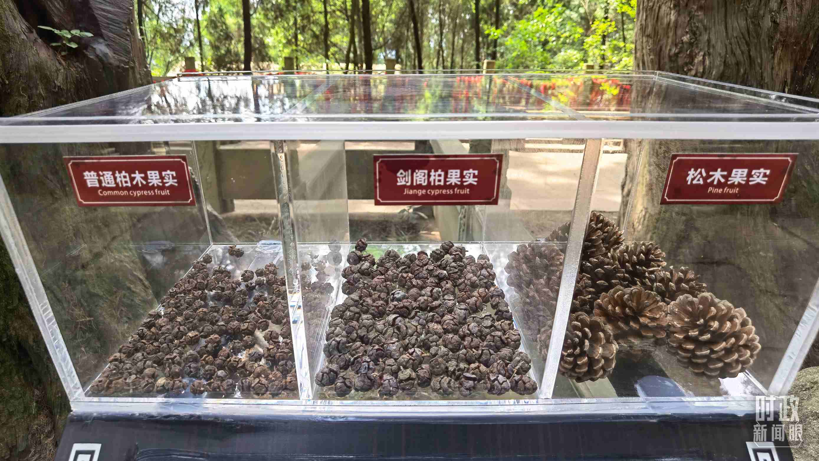 △翠云廊古蜀道，現(xiàn)場陳列的柏木和松木果實。（總臺央視記者石丞拍攝）