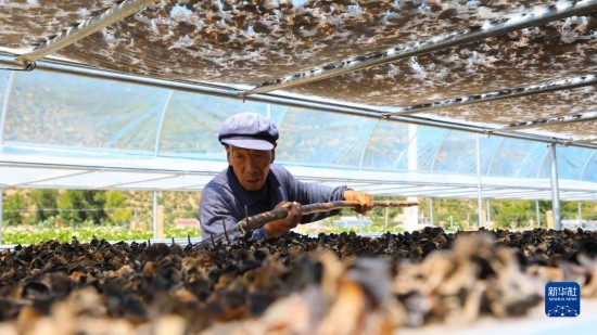 7月29日，在卓尼縣納浪鎮(zhèn)納浪村黑木耳種植基地，農(nóng)戶在翻曬黑木耳。