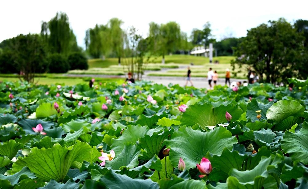 日前，陜西省漢中市漢江兩岸的天漢濕地公園內(nèi)，市民在休閑賞景。新華社記者 劉瀟 攝