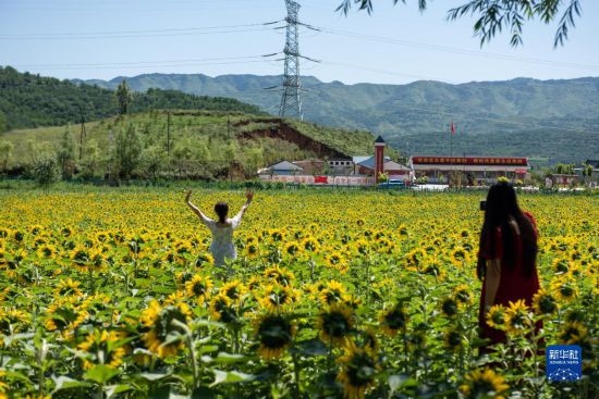 8月12日，游客在寧夏固原市涇源縣大灣鄉(xiāng)楊嶺村向日葵田中拍照。新華社記者 李旭倫 攝