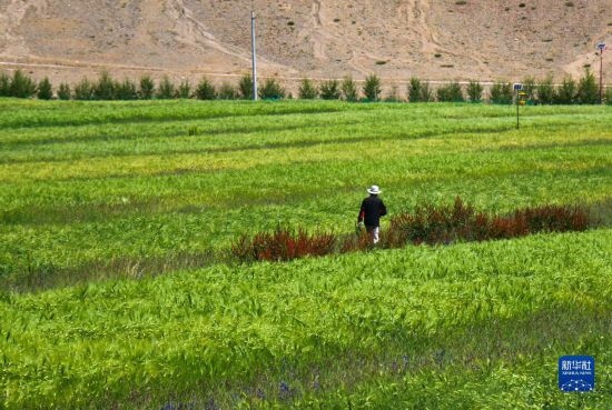 8月12日，西藏阿里地區(qū)普蘭縣赤德村村民在一片青稞田里行走。