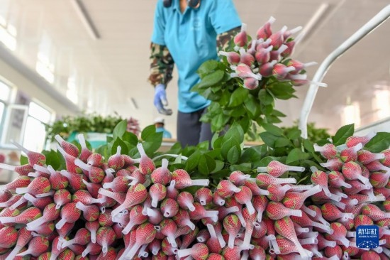 8月17日，農(nóng)民在吉林省德惠市朱城子鎮(zhèn)沿河村程雪家庭農(nóng)場打包玫瑰花。新華社記者 張楠 攝