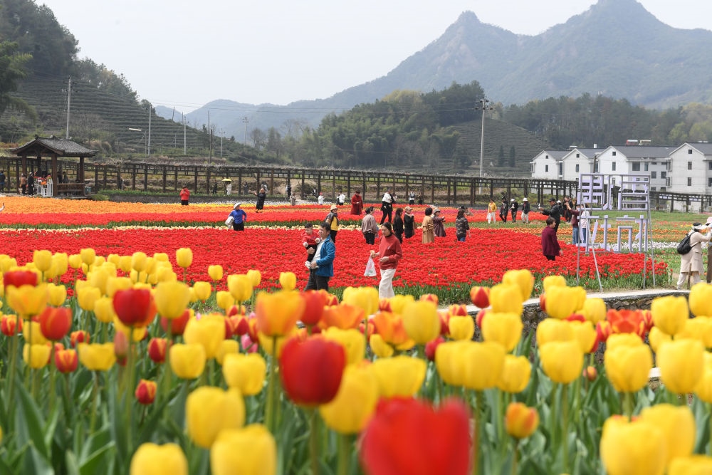 金華市浦江縣210省道旁的鮮花農(nóng)場(chǎng)（3月28日攝）。新華社記者 翁忻旸 攝