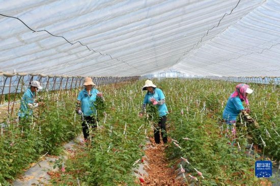 8月17日，農(nóng)民在吉林省德惠市朱城子鎮(zhèn)沿河村程雪家庭農(nóng)場采摘玫瑰花。新華社記者 張楠 攝