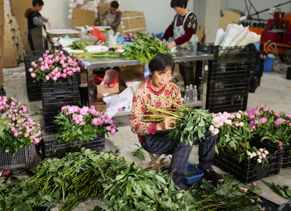 在浦江縣杭坪鎮(zhèn)烏漿村的鮮花種植基地，村民在處理芍藥鮮切花，準(zhǔn)備發(fā)往各地（5月23日攝）。新華社記者 翁忻旸 攝