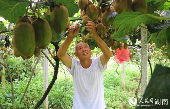 “農(nóng)民專家”丁清清在果園里采摘。 人民網(wǎng)記者 劉賓攝