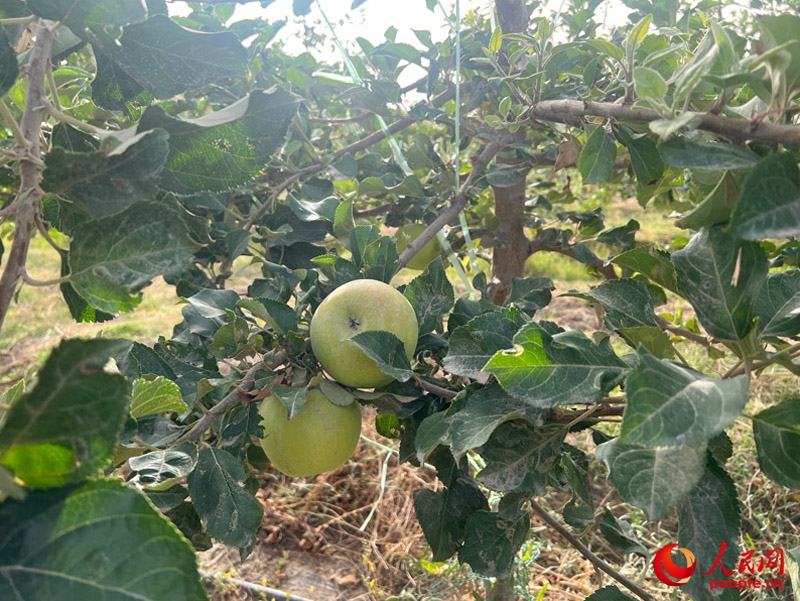 已有蘋果掛在枝頭，10月底即可成熟。人民網(wǎng)記者 常雪梅攝