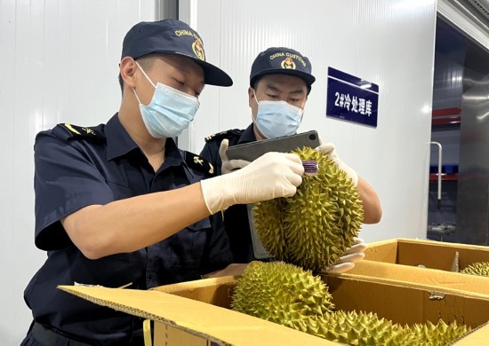 磨憨鐵路口岸綜合性指定監(jiān)管場地水果查驗區(qū)內(nèi)，海關(guān)關(guān)員正在查驗進(jìn)口榴蓮。勐臘海關(guān)供圖