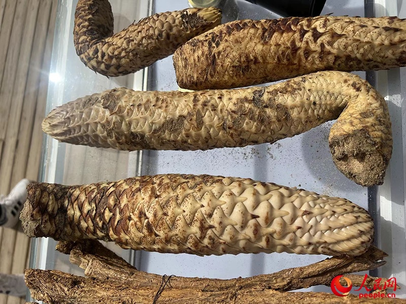 林下經(jīng)濟(jì)作物肉蓯蓉。人民網(wǎng)記者 常雪梅攝