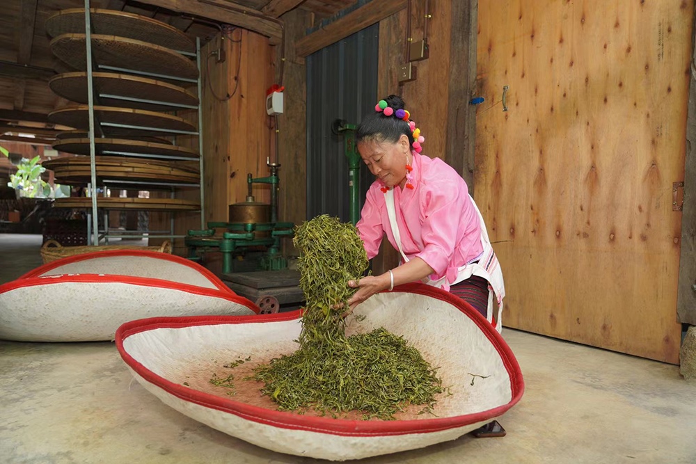 當(dāng)?shù)卮迕裾谌嗄聿枞~。普洱景邁山古茶林保護(hù)管理局供圖