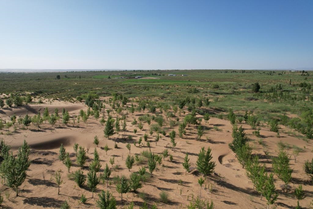在庫布其沙漠腹地，牧民已讓10萬畝沙地變綠洲（無人機照片，2023年6月25日攝）。新華社記者李云平 攝