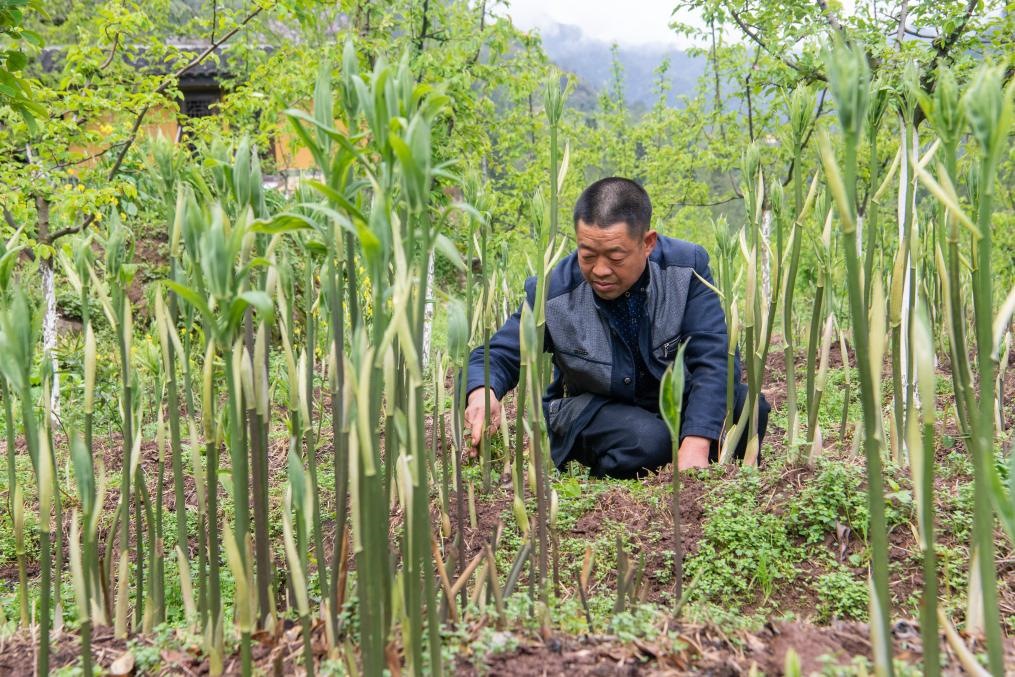 4月14日，村民陳朋在地里管護種植的黃精。新華社記者 唐奕 攝