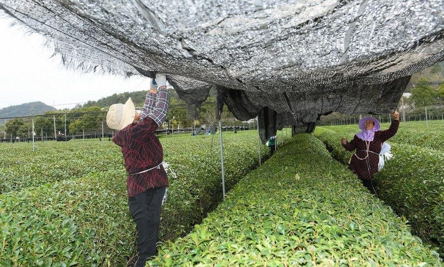  在浙江省紹興市越城區(qū)富盛鎮(zhèn)抹茶生產(chǎn)基地，農(nóng)戶為茶樹拉遮陽網(wǎng)（2023年2月28日攝）。