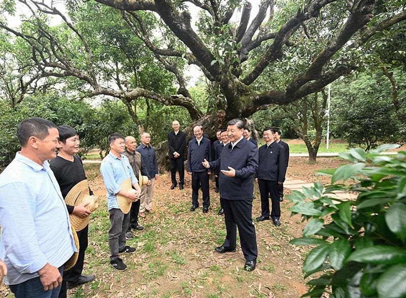 △2023年4月11日，習(xí)近平總書記在廣東茂名高州市根子鎮(zhèn)柏橋村荔枝種植園，同現(xiàn)場(chǎng)技術(shù)人員親切交流。