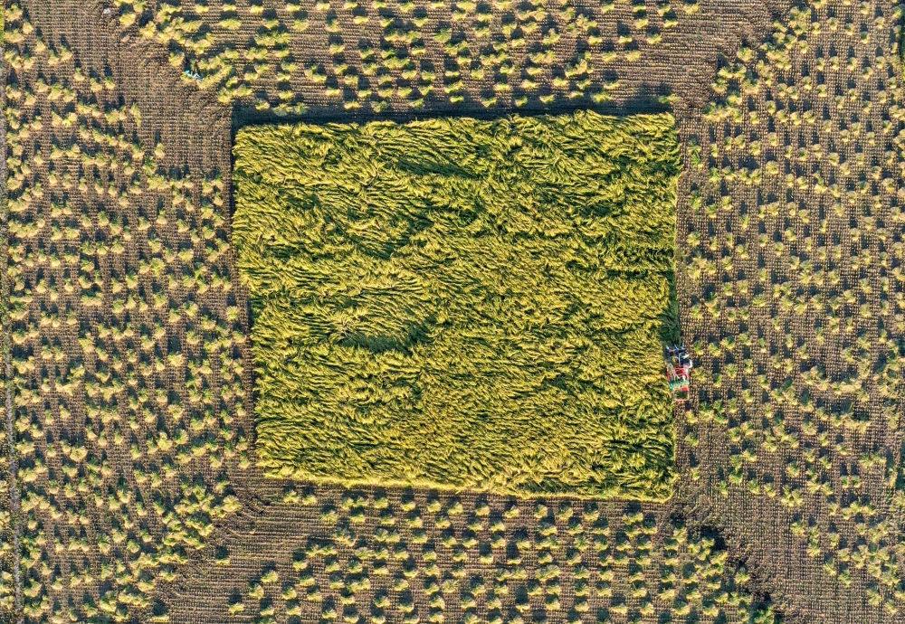 在吉林省舒蘭市平安鎮(zhèn)金星村，農(nóng)民駕駛農(nóng)機(jī)收割水稻（2023年9月21日攝，無人機(jī)照片）。新華社記者 張楠 攝