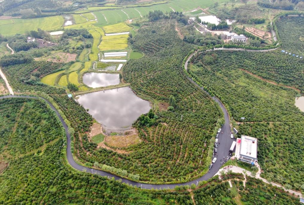 這是2020年8月25日拍攝的河南省光山縣槐店鄉(xiāng)司馬光油茶園（無人機(jī)照片）。新華社記者郝源攝