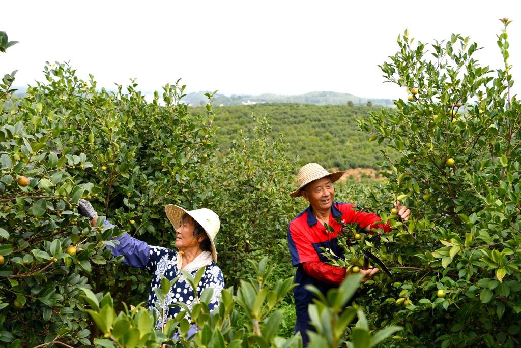 2020年8月25日，村民在河南省光山縣槐店鄉(xiāng)司馬光油茶園內(nèi)勞作。新華社記者郝源攝
