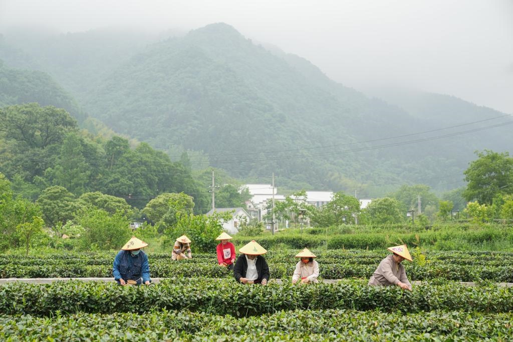 2022年5月11日，村民在大灣村生態(tài)茶園內(nèi)采摘茶葉。新華社記者杜宇攝
